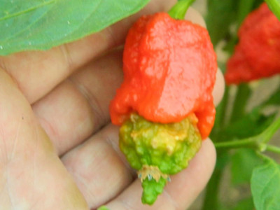 KNESSiN Organic Apocalypse Red Chilli Seeds for Home Gardening-(1200 Seeds) Seed(1200 per packet)