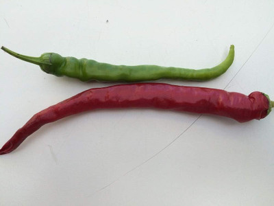 Biosnyg High Yield Cayenne Long Slim Chilli Vegetable Seeds For Gardening-(2000 Seeds) Seed(2000 per packet)