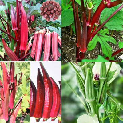 ibains Red lady finger seeds 16 Seed(16 per packet)