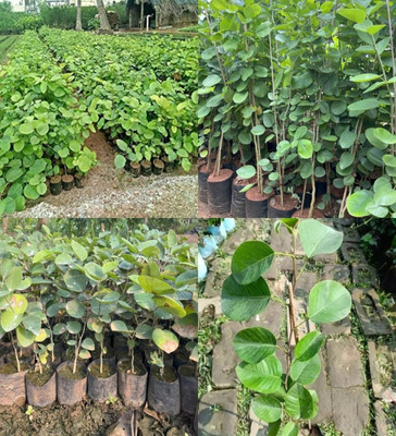 ibains red chandan plant seeds tree beej 14 Seed(14 per packet)