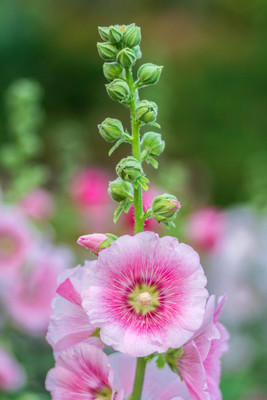ARTA Hollyhock Flower Seed(60 per packet)