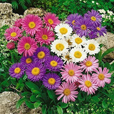 MAA Aster Princess Seed(108 per packet)