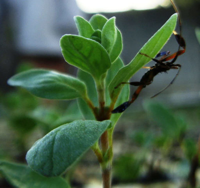 CYBEXIS XLR-74 - Greek Oregano Culinary Herb - (150 Seeds) Seed(150 per packet)