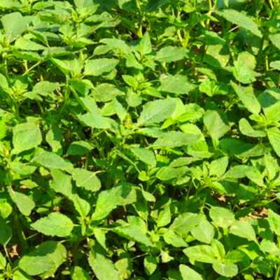 Qualtivate PUAS-634 Green Amaranth Seeds, Rajgira Seed(500 per packet)