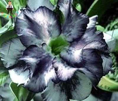Qualtivate VXI-91 Easy to Grow Mixed Type Adenium Obesum Seed(30 per packet)