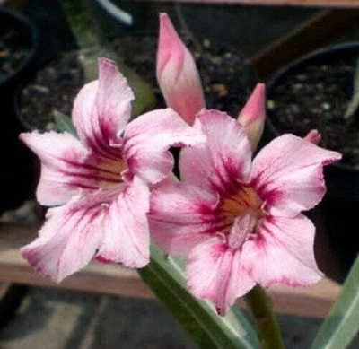 Qualtivate LXI-672 Adenium obesum Mixed Colours Seed(30 per packet)