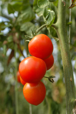 Niyama tomato Seed(105 per packet)