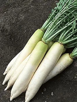LPR MULI ,WHITE RADISH Seed(40 per packet)