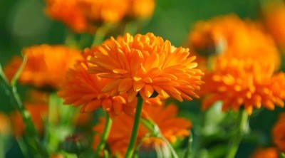 Quentova Orange-Mums chrysanthemum-2V-LTK Seed(75 per packet)