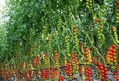 Oliver tomato seed Seed(365 per packet)