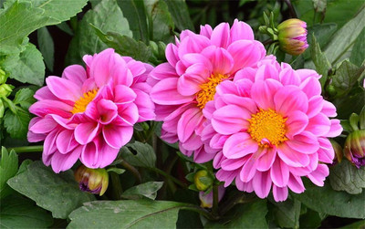 CYBEXIS Mixed Color Dahlia pinnate Pompon Beautiful Flower Seed Seed(1 g)