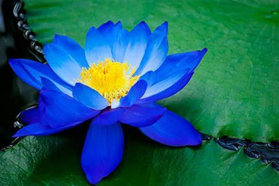 CYBEXIS NBIR-42 - Mixed Color Water Lily Flower - (30 Seeds) Seed(30 per packet)