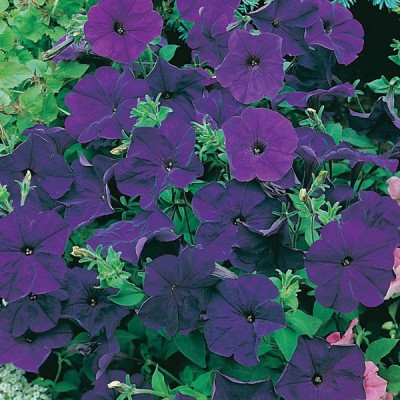 M-Tech Gardens petunia Seed(100 per packet)