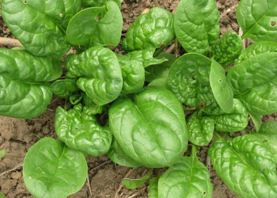 CYBEXIS NBIR-42 - Winter Spinach Giant - (2250 Seeds) Seed(2250 per packet)
