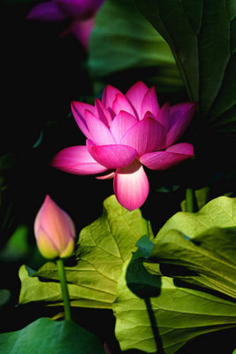 Shree Ganesh lotus,kamal gatta Seed(14 per packet)