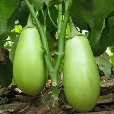 CYBEXIS Brinjal Green Eggplant Seeds High Germination Rate 600 Seeds Seed(600 per packet)