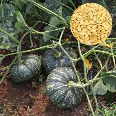 DEYS AGRO ™ kadu seeds,hybrid vegetable seeds Seed(28 per packet)