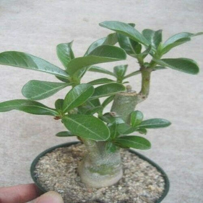 Qualtivate LXI-553 True Desert Rose Seeds Seed(30 per packet)