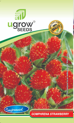 Clint AGRIMAX GARDENS STRAWBERRY GOMPHRENA: VIBRANT GLOBE AMARANTH SEEDS Seed(40 per packet)