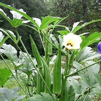 ActrovaX High Yield Lady Finger/Okra Hybrid F1 Supreme[10gm Seeds] Seed(10 g)