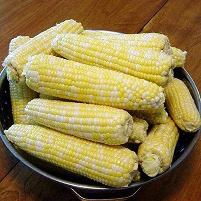 VibeX NBIR-8 - Corn Sugar Enhanced Ambrosia - (750 Seeds) Seed(750 per packet)