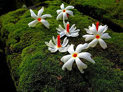 BDSresolve Night blooming jasmine seeds/Night jasmine seeds 13 Seed(13 per packet)