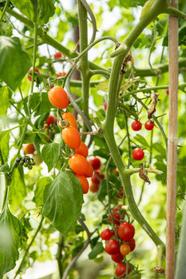 LKM tomato Seed(145 per packet)