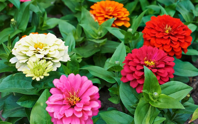 Quentova Zinnia ''Bennarys Giant Mix''-KGF-8C Seed(75 per packet)