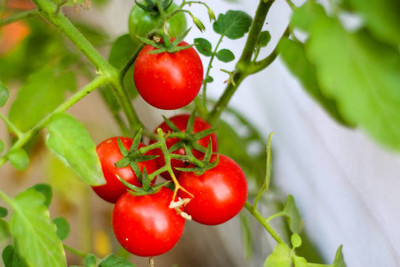 iva tomato Seed(25 per packet)