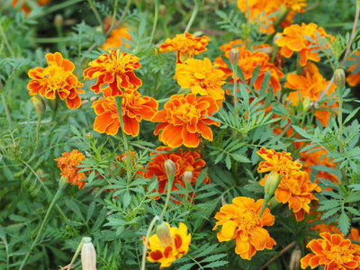 SHUBH SIDDHI marigold/gende ka phool flower seeds Seed(50 per packet)