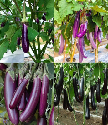 ibains Brinjal seed beez 42 Seed(72 per packet)