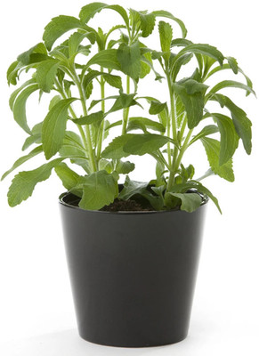 GEZ STEVIA SEEDS - sweet herb Seed(30 per packet)