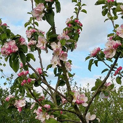 KANAYA Apple Fruit Seed(10 per packet)
