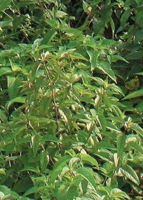 WILLVINE ATS-258 Virginia Mountain Mint Seed(200 per packet)