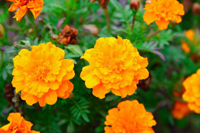 Super napier marigold/gende ka phool flower seeds Seed(75 per packet)