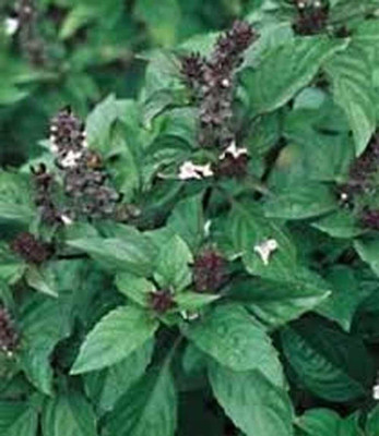 WILLVINE Basil, Cinnamon Spicy, Fragrant Aroma and Flavor-[2000 Seeds] Seed(2000 per packet)