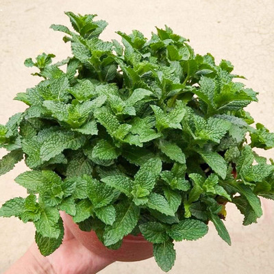 KNESSiN Mint Seed(200 per packet)