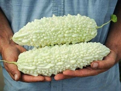 CYBEXIS VXI-2 - Momordica Charantia White Bitter Gourd - (300 Seeds) Seed(300 per packet)