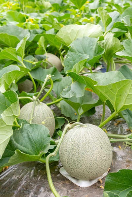Qualtivate PUAS-5A Honeydew Musk Melon Seed for Planting Seed(200 per packet)