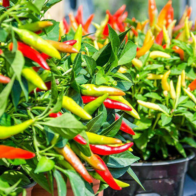 SREE Hybrid Chilli,Mirchi CW73 Seed(150 per packet)