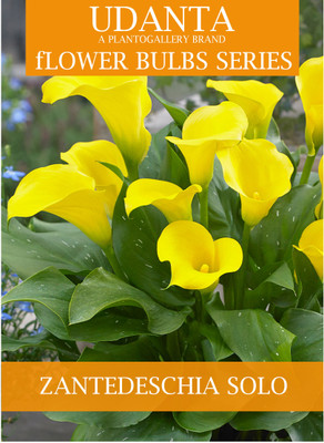 Udanta Zantedeschia - Calla Lily Imported Big Size Bulbs - Set Of 4pcs (Solo) Seed(4 per packet)