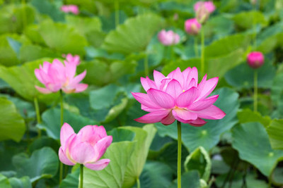 KANISHQ lotus,kamal gatta Seed(14 per packet)