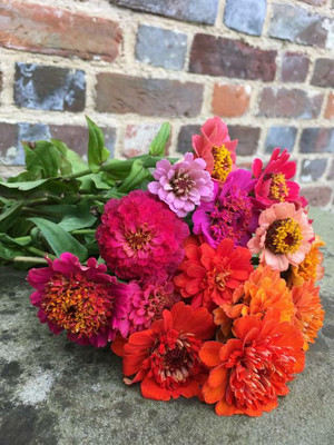 UGRA Zinnia elegans, Scabious-Flowered Mixed Seed(5 per packet)