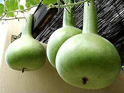Cloud Farm LAW/LOWKI Round Bottle Gourd Lauki/Lau/Clabash Seed(16 per packet)