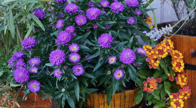 Mozette Aster flower Seed(30 per packet)