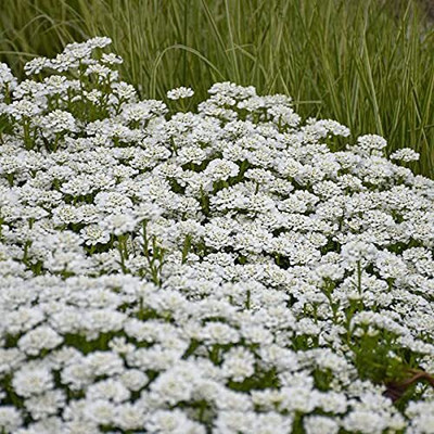 Aywal Candytuft Seed(20 per packet)