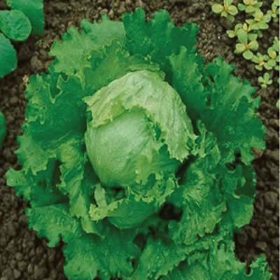 Aywal Gourmet Blend Lettuce Seed(325 per packet)