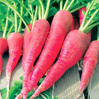Pbevergreen muli seeds Seed(121 per packet)