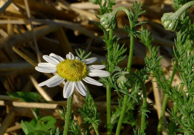 VibeX NBIR-25 - Roman Chamomile Anthemis nobilis - (2250 Seeds) Seed(2250 per packet)