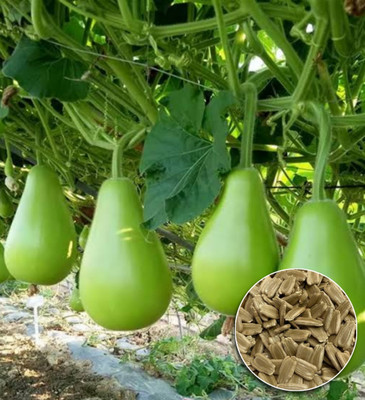 Greenfall Premium Quality Lauki Seeds (15 Seeds) - Perfect for a Vegetable Patch Seed(15 per packet)